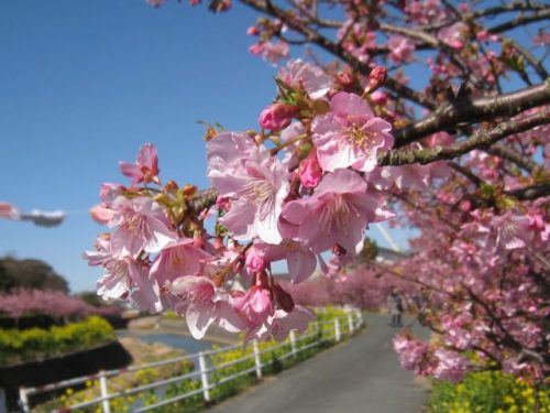 愛知県 渥美半島 免々田川 菜の花・桜まつり