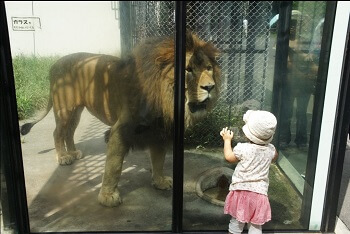 とにかく広い 動物がのびのび暮らす 広島市安佐動物公園 旅行の準備や計画に 観光パンフレットお取り寄せサービス みんたび とにかく広い 動物がのびのび暮らす 広島市安佐動物公園 旅行の準備や計画に 観光パンフレットお取り寄せサービス みんたび